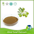 top quality olive leaf extract olea europaea for cosmetics